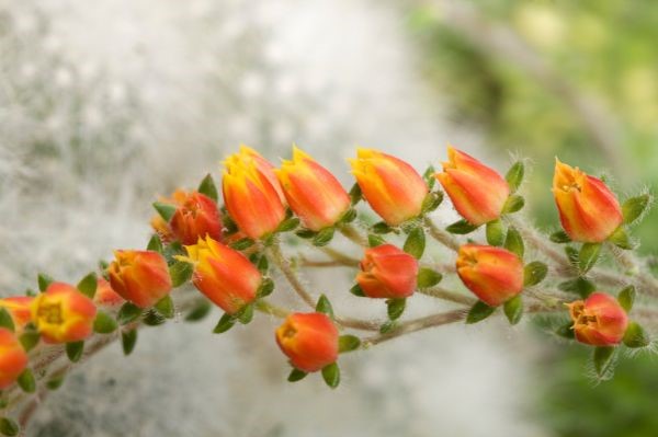 Echeveria setosa virágja