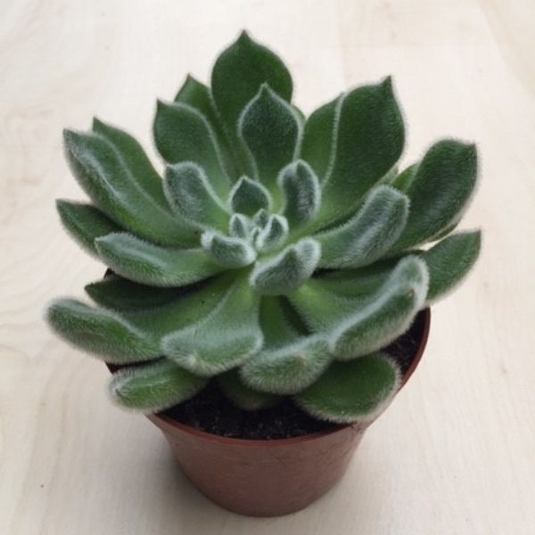 Echeveria setosa