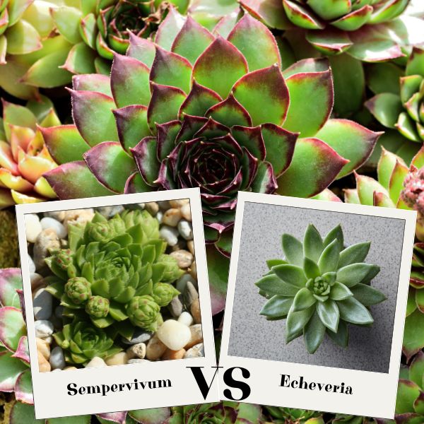 Mi a különbség a kövirózsa és az Echeveria (amerikai kövirózsa) között?