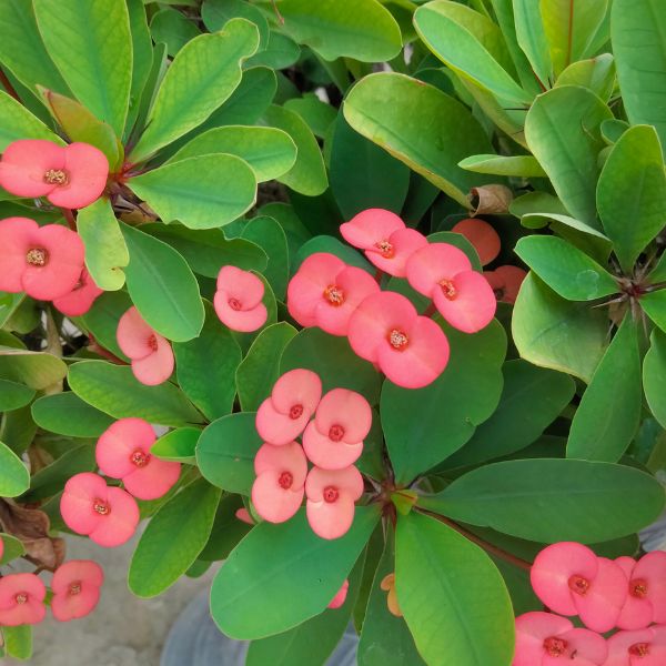 Ismered az Euphorbia miliiket?