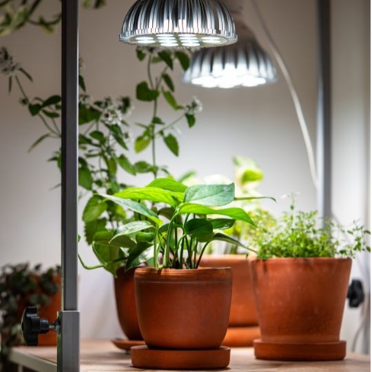 Fényhiány a szobanövényeknél