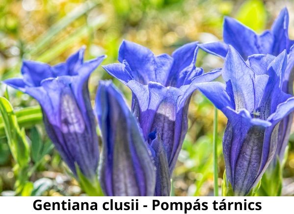 Gentiana clusii - pompás tárnics
