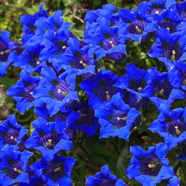 Különleges kék virágok: tárnicsok