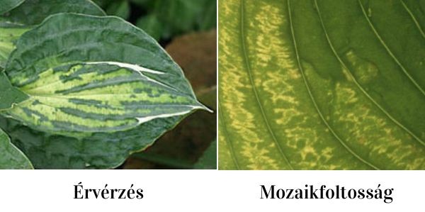 HVX-hosta-tunetek.jpg