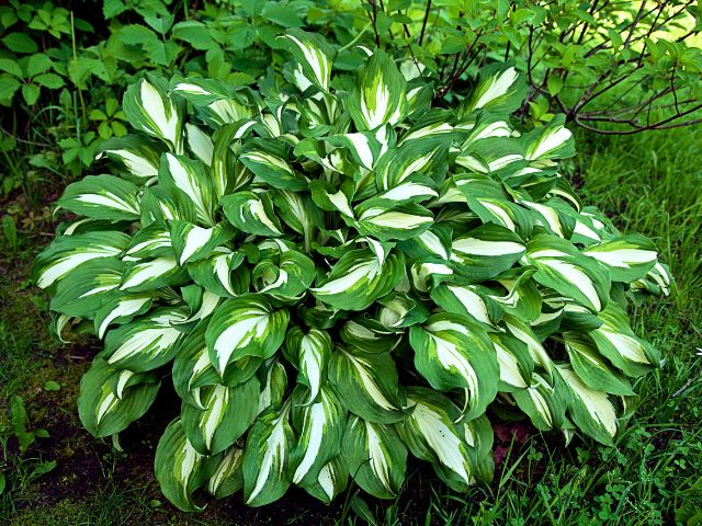 Hosta-hos.jpg