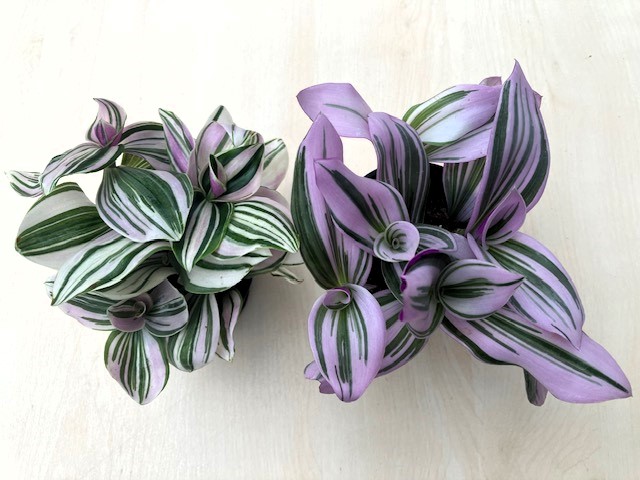 Tradescantia unicorn és Nanouk