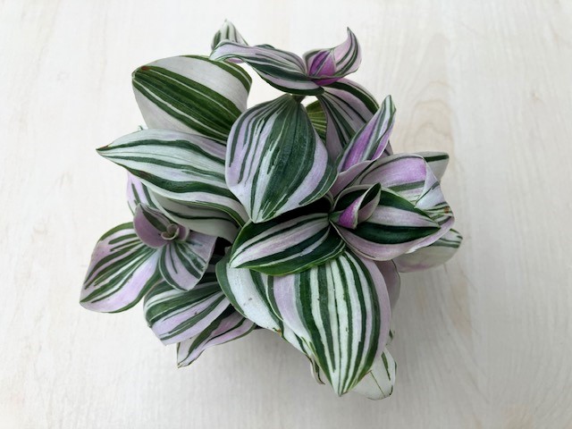 Tradescantia 'Unicorn'