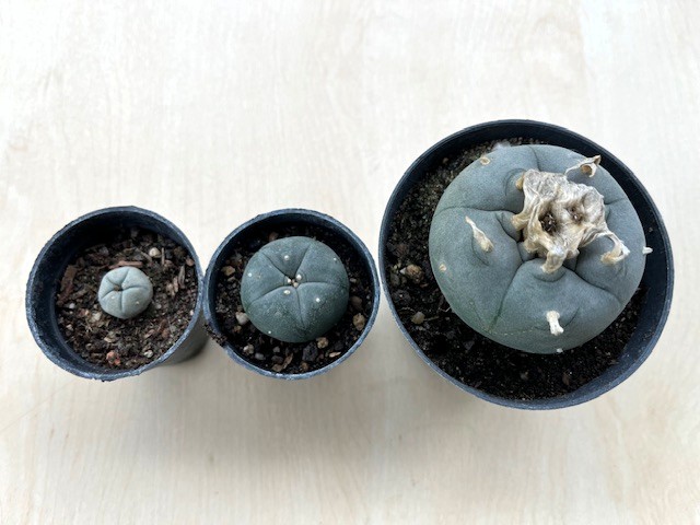 Lophophora-peyotee-harmas.jpg