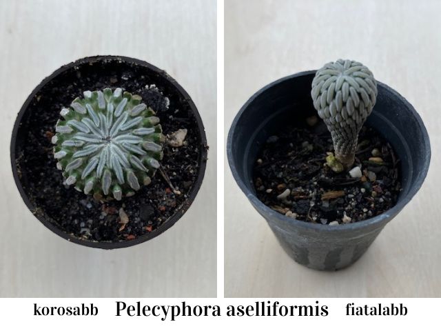 Pelecyphora aselliformis