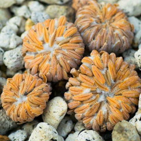 Pelecyphora aselliformis – a „kis ászka” kaktusz, ami türelemre tanít