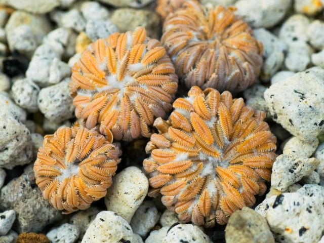 Pelecyphora aselliformis a természetben
