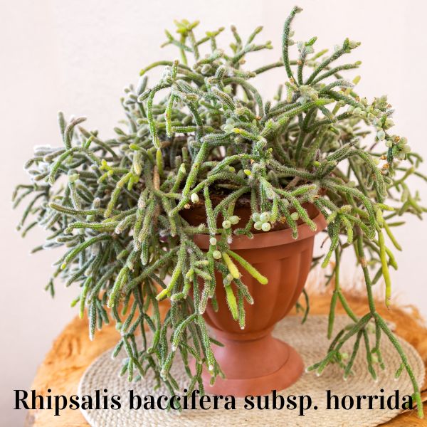 Rhipsalis baccifera subsp horrida