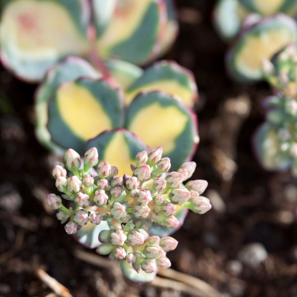 Októberi varjúháj