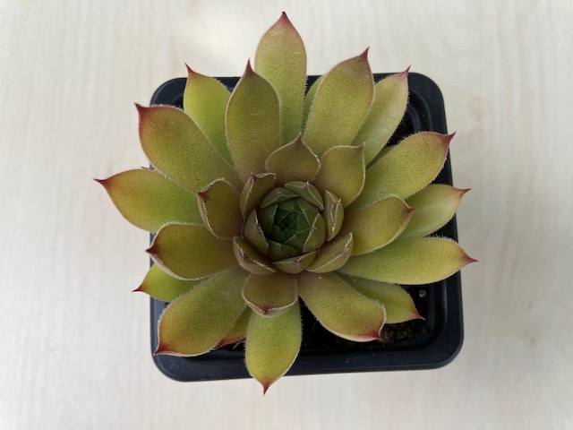 Sempervivum unicorn