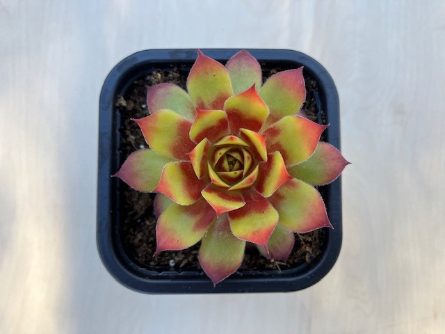 Sempervivum 'Gold Nugget'