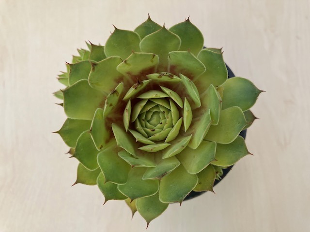 Sempervivum Westerlin