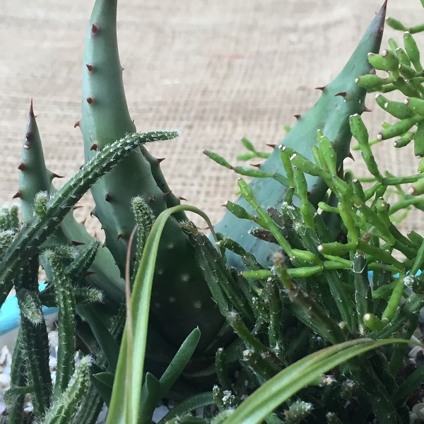 Aloe petricola vesszőkaktuszokkal