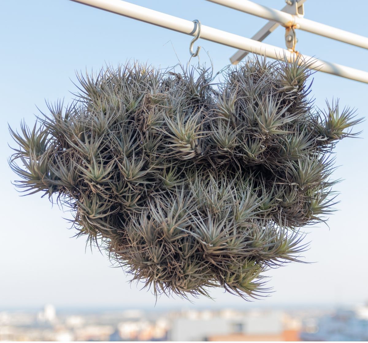 Tillandsia-capitata.jpg