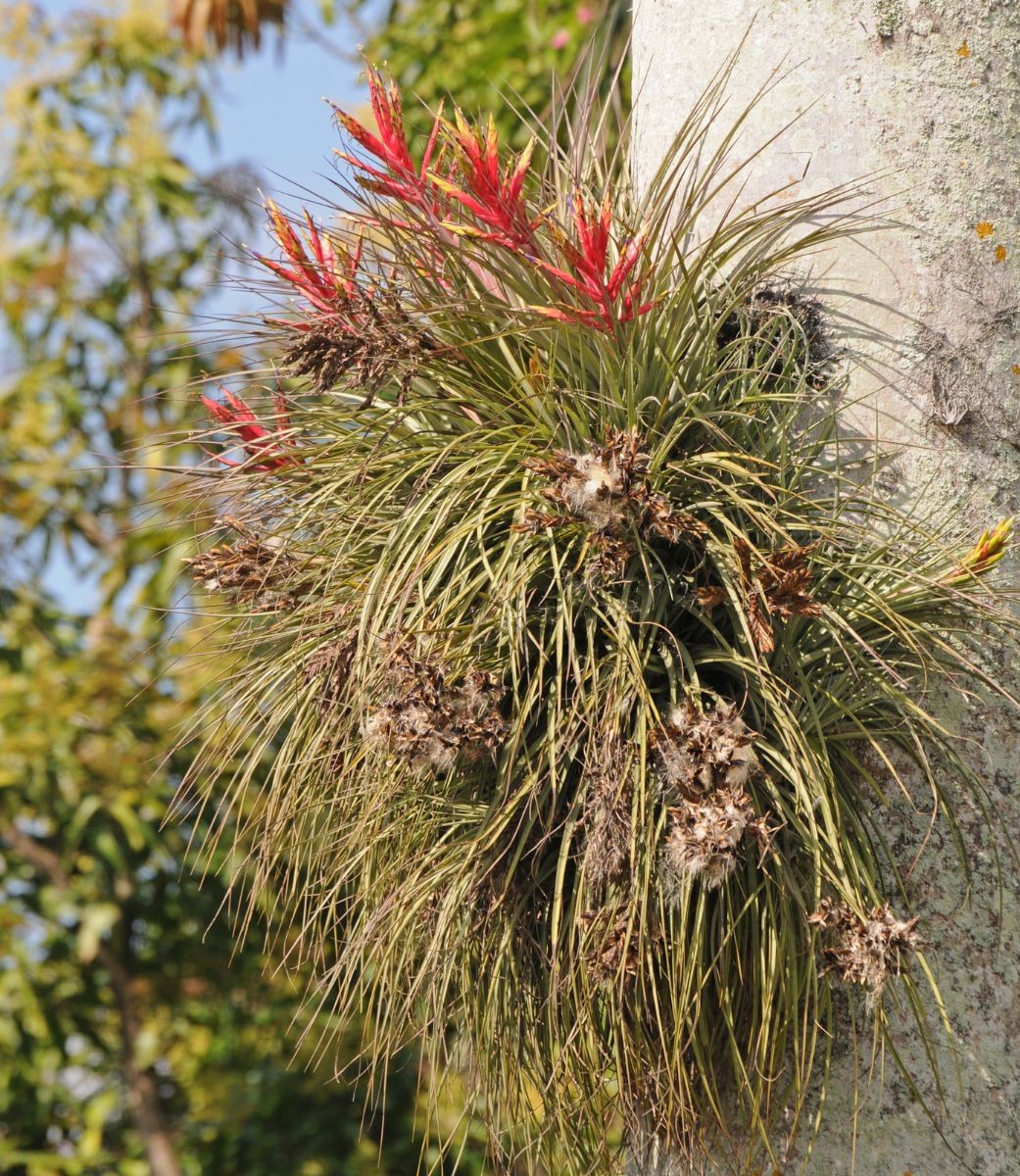 Tillandsia-fasciculata.jpg