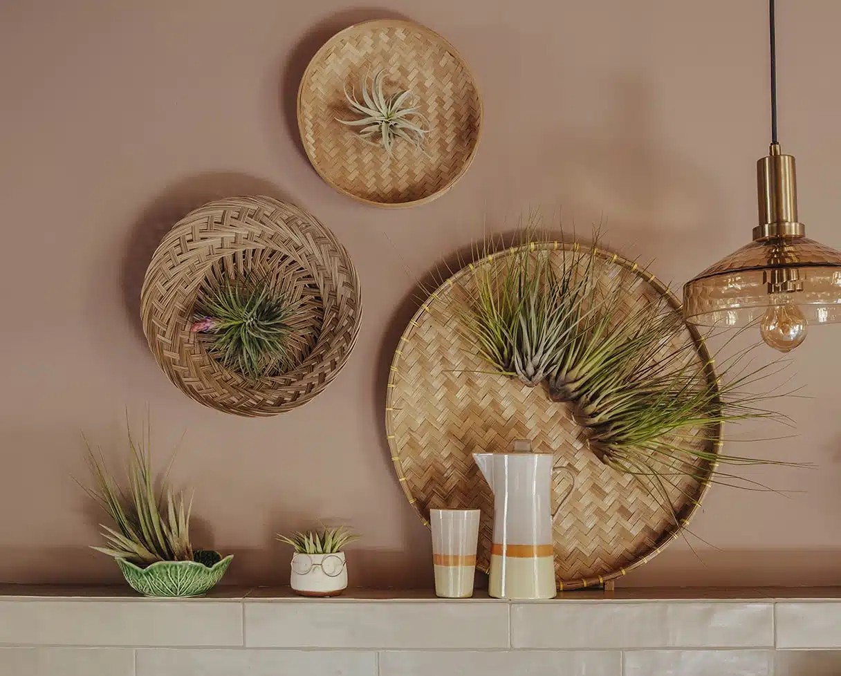 Tillandsia-lakasban.jpg