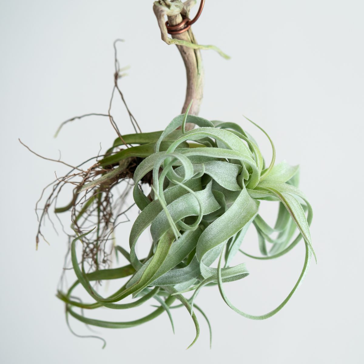 Tillandsia-streptophylla.jpg