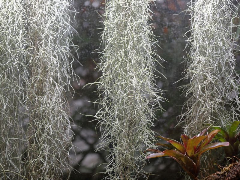 Tillandsia-usneoides-fuggony.jpg