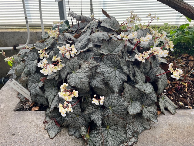 Vacratot-begonia.jpeg