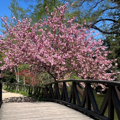 Tulipánok a Vácrátóti Botanikus Kertben