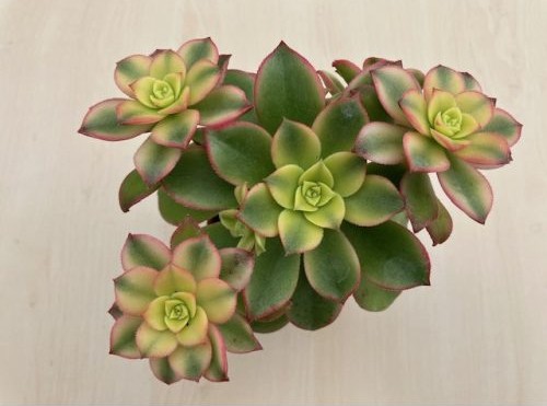 Aeonium haworthii 'Kiwi'
