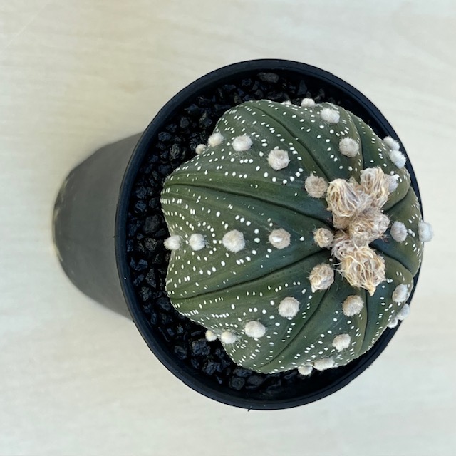 astrophytum-ooibo-kabuto.jpeg