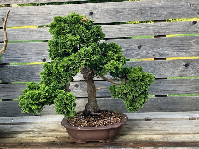 Bonsai - kagylós hamisciprus