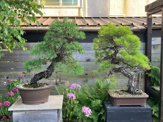 Bonsai - Pinus