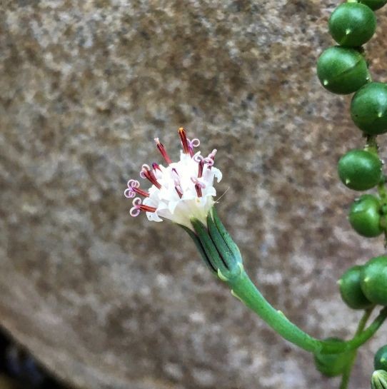 Nem akar virágozni a borsókád?