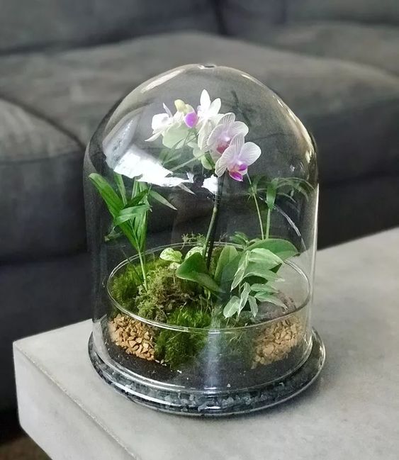Búra alatt orchidea