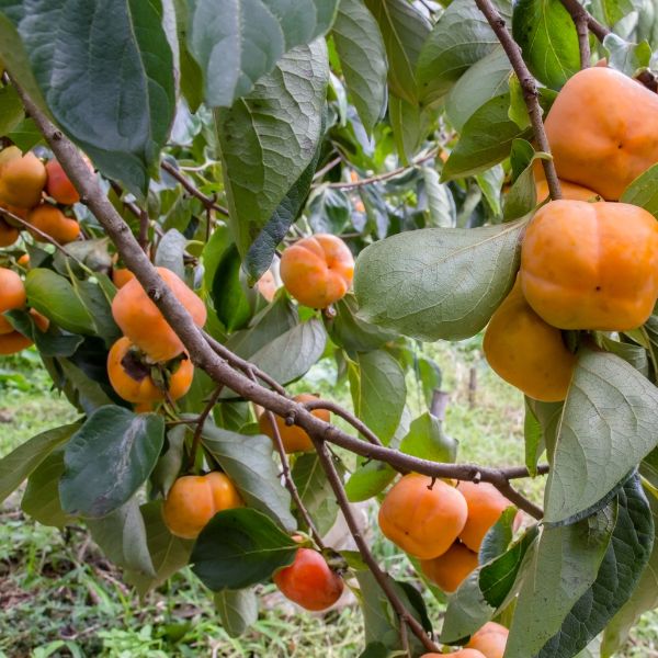 Mi teremhet kertjeinkben a jövőben? 15 ígéretes gyümölcs
