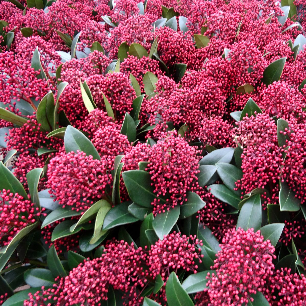 Gyönyörű, illatos díszcserje árnyékos kertekbe - japán dérbabér