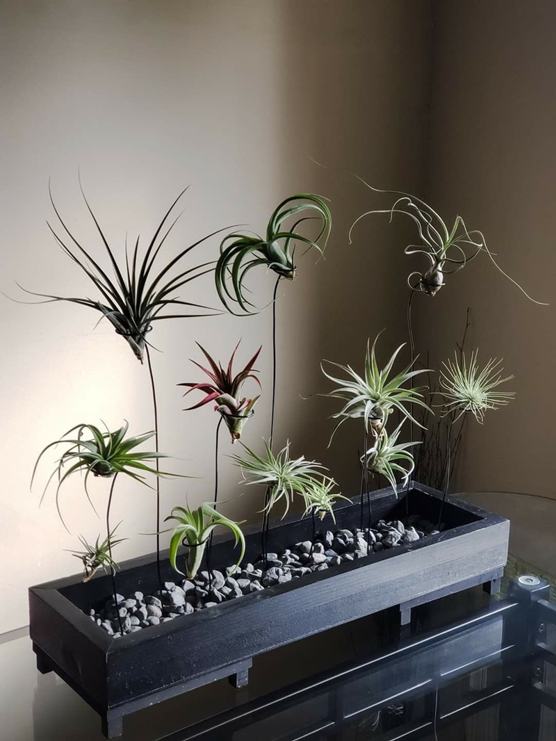 drot-tillandsia.jpg