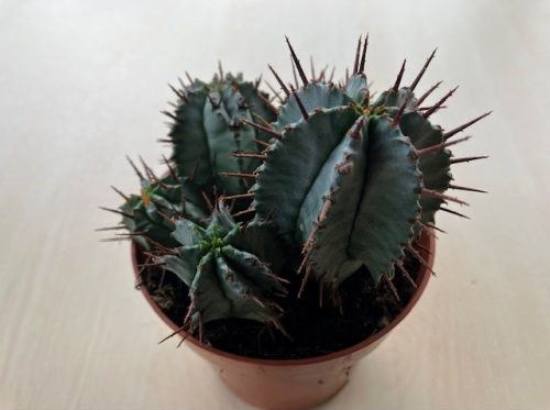 Euphorbia horrida