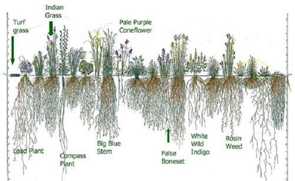 Növények gyökérzete vs fű
