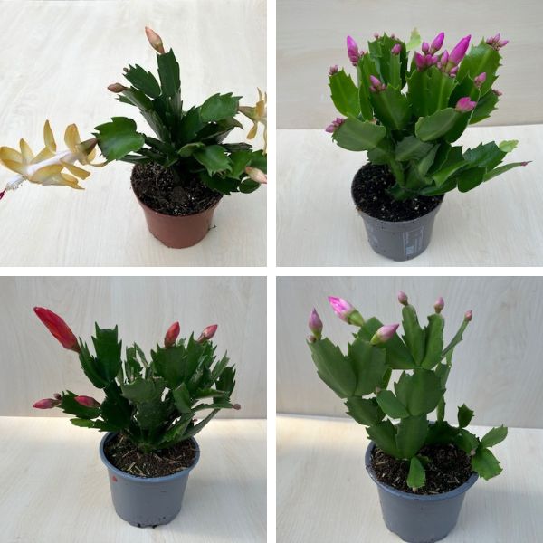 Karácsonyi kaktusz virágoztatása