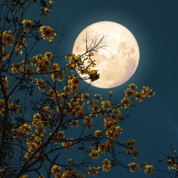 Kertészkedésben segít nekünk a Hold is!