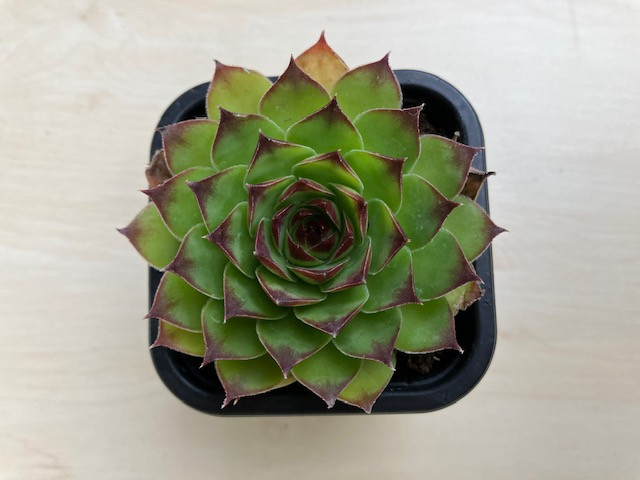 Sempervivum tectorum