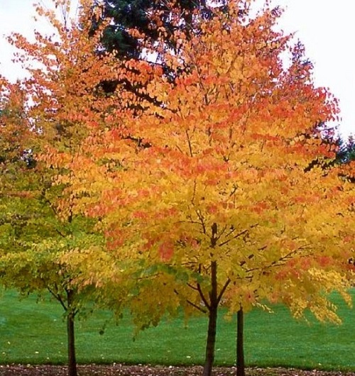 Melyik a kedvenc őszi színed?