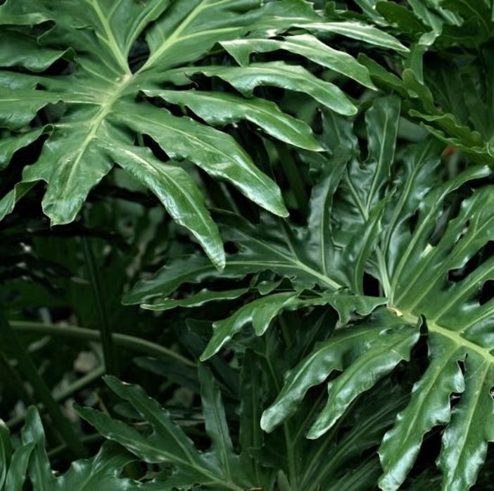 A Philodendronok csodálatos világa