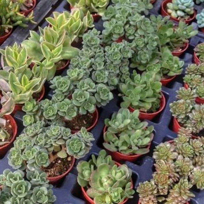 Pozsgás vásárok, kaktusz kiállítások