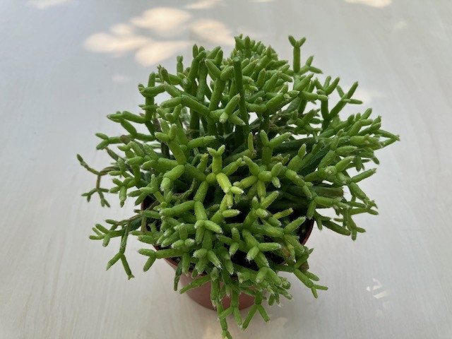 Rhipsalis cereuscola