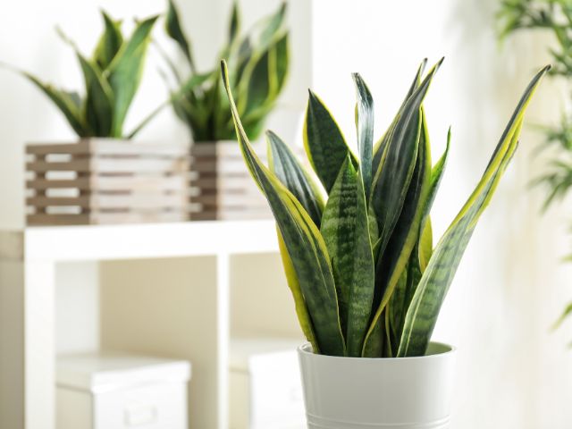 sansevieria-hos.jpg