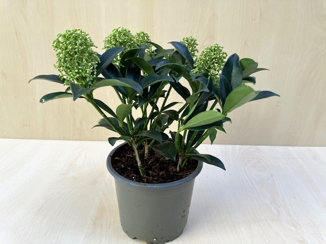 skimmia-japonica-dwarf2.jpg