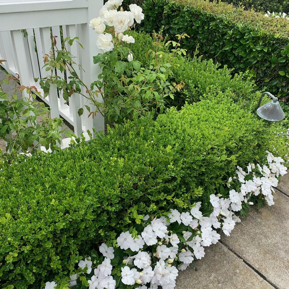 Alacsony sövények – kicsiben is lehet karakteres a kert