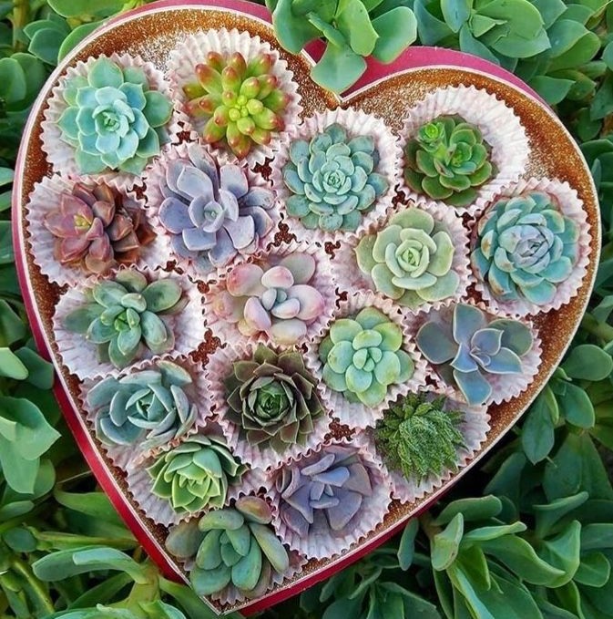 "Zöld" ajándék - nemcsak Valentin napra